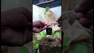 GRAFTED BRINJAL (EGGPLANT) : HIGH YIELD \u0026 5 Years life  ஓட்டு கத்தரிக்காய் செடி