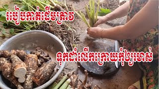 របៀបកាត់ដើមត្រាវទុកដាំកុំឲ្យបរិភោគលើកក្រោយរមាស់