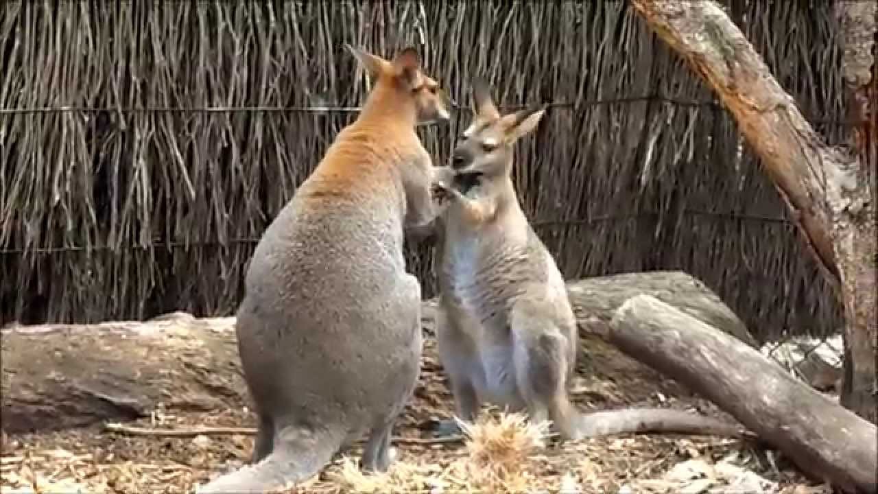 Kangaroos In Love - Taronga Zoo Sydney Australia - YouTube