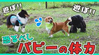 散歩嫌いな陰キャ犬が考えた、パピーから逃れる方法【富士見高原リゾート】