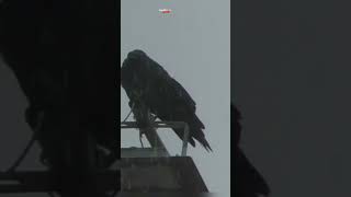 'பறவைகள் மழையறியாது' - A crow gets wet in the rain #rain #crow #heavyrain