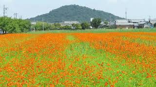 藤原宮跡のキバナコスモス畑