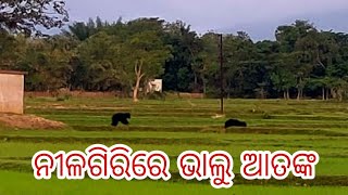 ନୀଳଗିରିରେ ଭାଲୁ ଆତଙ୍କ