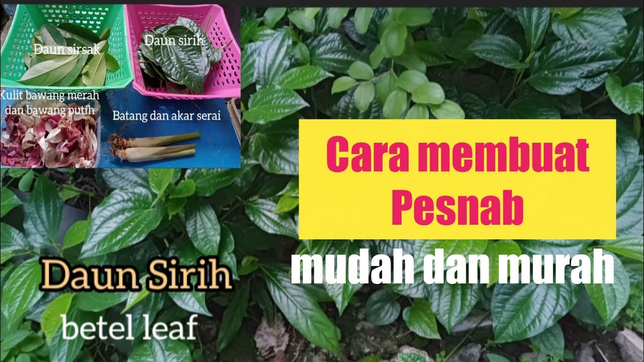 Cara Membuat Pestisida Nabati Pesnab How To Make Pesticides Easily