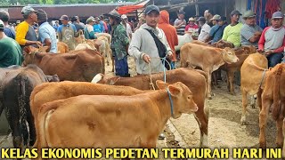 HARGA PEDETAN TERMURAH 2 JUTAAN,Harga Pedetan DiAkhir Tahun 2024,Harga Terbaru Pedetan,Pedet Murah