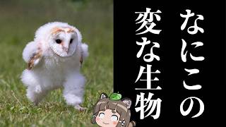 【ｴｯﾎｴｯﾎ】なぜ鳥やフクロウたちは飛ばずに歩くのか？