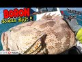 Tuas South Waters & Personal Best GIANT GROUPERRR!!! - Boat fishing Singapore