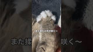 ミヌエットのポメ #ミヌエット#猫動画 #ねこ動画 #猫のいる暮らし