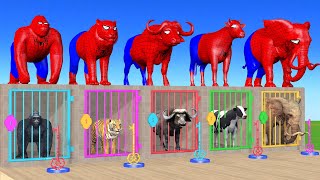 Long Slide Game With Cow Elephant Gorilla Hippopotamus Tiger - 3d Animal Game - Funny 3d Animals