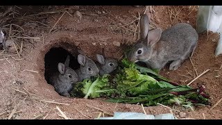 땅굴속에서 자란 아기토끼(rabbit) 5마리가 굴밖으로 처음 나오기 시작했습니다.(상추를 처음 주었는데 잘 먹습니다.)