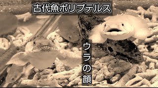 ポリプテルスの本性に驚く動画がこれです