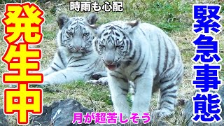 「飼育員さん、呼ぼう！」緊迫した観客の声が会場に響いた🐯伊豆アニマルキングダム・白虎の赤ちゃん