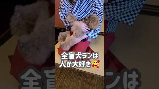 【生まれつき両目が見えない犬】盲目ランの大歓迎からのお見送り #トイプードル #多頭飼い #shorts #かわいい犬 #short