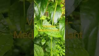 വാതക്കൊടി |@healthhappinessfarm3640 Vathakodi Medicinal plant|മരുന്ന് ചെടി #meddicinalplant#viral