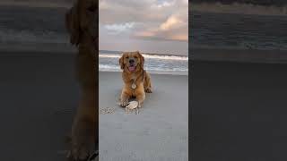 I’ve always loved the beach, but seeing how happy it makes my dog makes it even better!