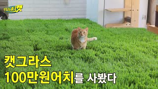 온통 집이 풀밭이네요. 100만원어치 캣그라스로 고양이 초원을 만들어준다면?!ㅣ인피니티캣 4화ㅣ매주 수요일 7:30pm