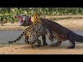 Pertarungan Komodo VS Jaguar, Komodo Kalah Dengan Mudah?