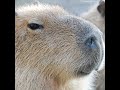 capybara