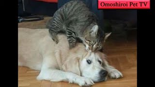 「おもしろ犬と猫」思わずに笑っちゃう犬と猫の喧嘩・どっちが強いのか #13