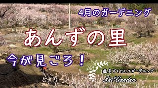 千曲市あんずの里/あんずの花/4月のガーデニング