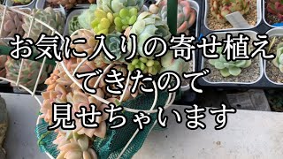 ニュージーランド多肉生活　11/26 今回の新しく作った寄せ植えお気に入りなので見せます😆