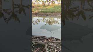 Penampakan Ikan Hiu Di Sungai