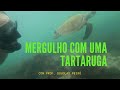 Mergulho com tartaruga marinha (Chelonia mydas): Mergulho Bióicos #3