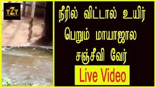 சஞ்சீவி வேரின் மரணத்தையும் வெல்லும் குணம்... நீரில் விட்டால் உயிர்பெறும் அதிசய வேர்