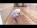 【セキセイインコ】タマちゃん、お迎え5日目だけど、散歩してみたよ。【ライラック雛】