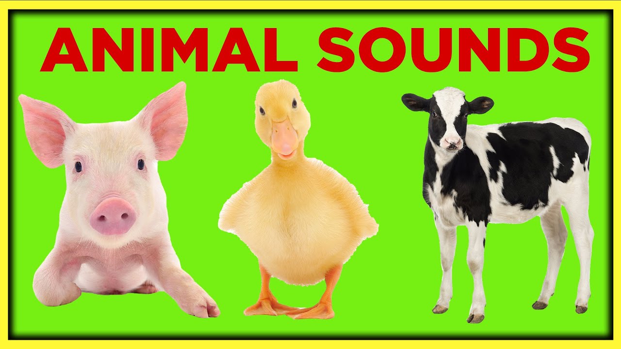 Farm Animals And Their Sounds At Robert Printz Blog