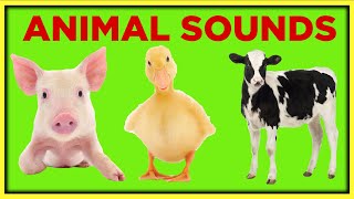 Farm Animal Sounds for Toddlers Toddler Learning Video Educational Speech Videos