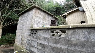 いるね！【猫島】【田代島】