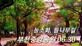 ☘️ 경기 - 부천중앙공원 | 능소화 명소 | 등나무길 | 부천판타스틱 영화제 | 애견공원 | 당일치기 국내여행 | Day Trip Domestic Travel