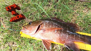 Caught a Jack - Coomera River Land Based Fishing - Gold Coast