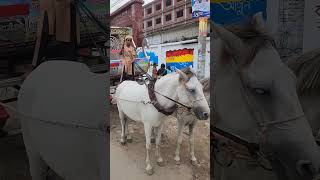 পুরান ঢাকার ঐতিহ্যবাহী ঘোড়ার গাড়ি | Horse Carriage  #reelsvideoシ #trandingreel #youtubetravelreels