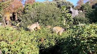 伊豆シャボテン動物公園のリスザル達