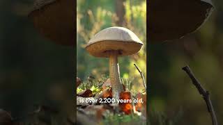 🍄The Biggest Mushroom in The World: 2,200 Years Old and 2,200 Acres in Oregon! #viral #shorts #short