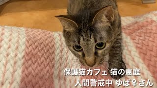 保護猫カフェ 猫の恵庭 ゆば♀さん 2022/04