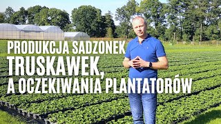 Produkcja sadzonek truskawek, a oczekiwania plantatorów