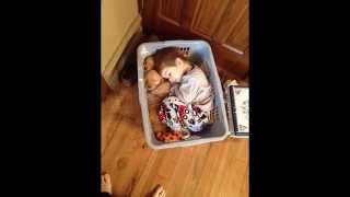 Funny And Stupid Photos, Best Funny Photo's Ever, World's Funny's Photo Compilation