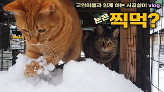 이 추운 겨울도 언젠가 지나가리!  /고양이들과 함께 하는 시골살이 vlog