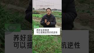 韭菜养根的作用有哪些呢？韭菜 自己种的纯天然的绿色蔬菜 我的小菜园 关注我一起学种菜 种植小技巧