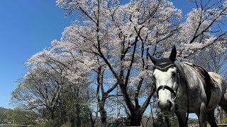 馬をうまく動かすコツ