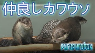 仲良しカワウソ 3匹