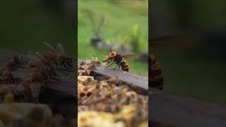 Western honeybees bravely confront the Giant hornet