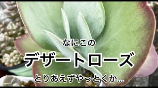 [多肉植物]変なデザートローズ^_^とりあえずやってみる^_^私の戯言