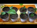 propagating pothos from cuttings