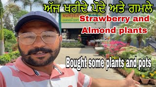 Bought some plants today ਅੱਜ ਖਰੀਦੇ ਕੁਝ ਪੌਦੇ 🪴ਬਦਾਮ ਅਤੇ strawberries ਦੇ ਬੂਟੇ ਤੁਸੀਂ ਵੀ ਜਰੂਰ ਆਓ