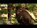 🔴 LIVE wildlife cameras 🌿 5 June 🐦 BBC Springwatch 2026