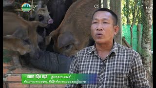 ជ្រូកកណ្តុរ កំពុងមានឈ្មោះបោះសម្លេងក្នុងស្រទាប់អ្នកបរិភោគដោយសារមានរស់ជាតិឆ្ងាញ់ ពុំសូវមានខ្លាញ់